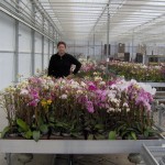 Orchids Production Area